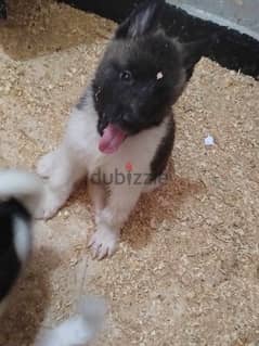 american akita puppies top quality imported parents