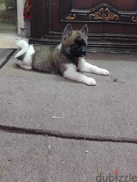 american akita puppies top quality imported parents 1