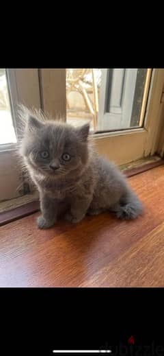 female scottish kittens