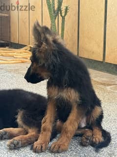 German shepard puppy