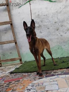 نتايه مالينو malinois