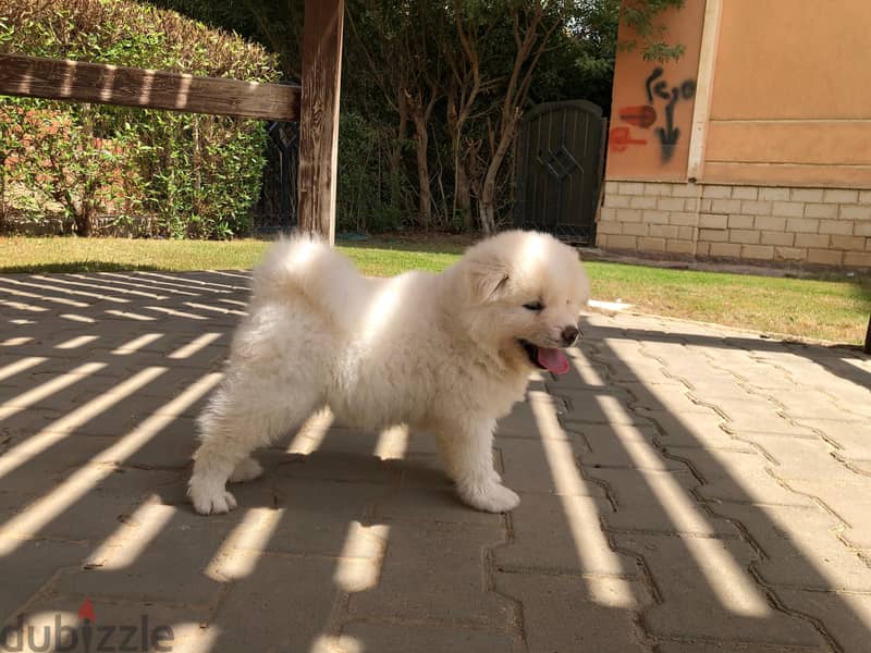 Male japanese akita 45 days 3