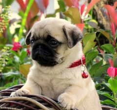 pug puppies 0