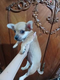 Chihuahua puppies 0