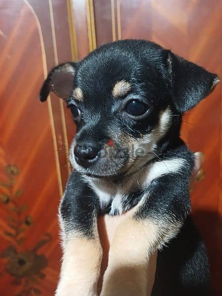 Chihuahua puppies 4