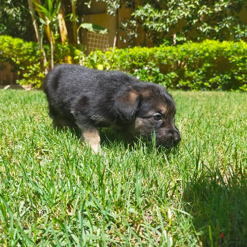 45 days male and female dogs 1