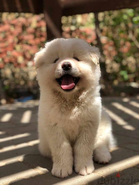 Male japanese akita 1