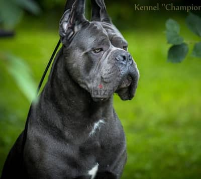 imported cane corso puppies