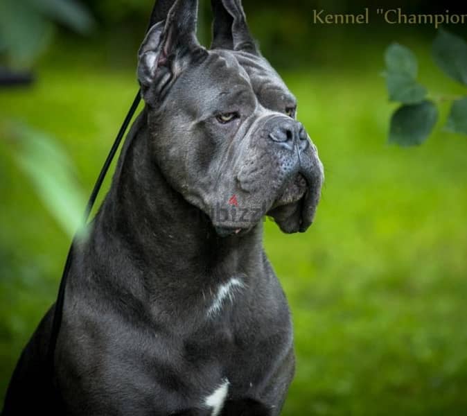 imported cane corso puppies 0