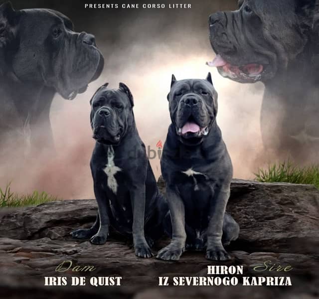 imported cane corso puppies 1