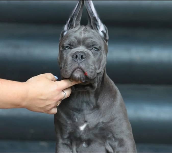 imported cane corso puppies 2