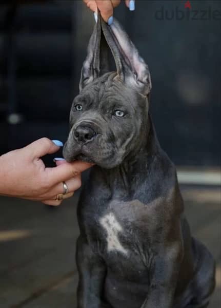 imported cane corso puppies 3