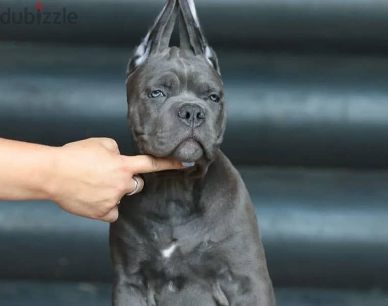 imported cane corso puppies 4