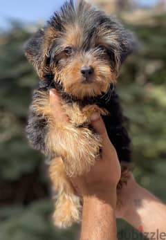 Female Yorkshire Terrier