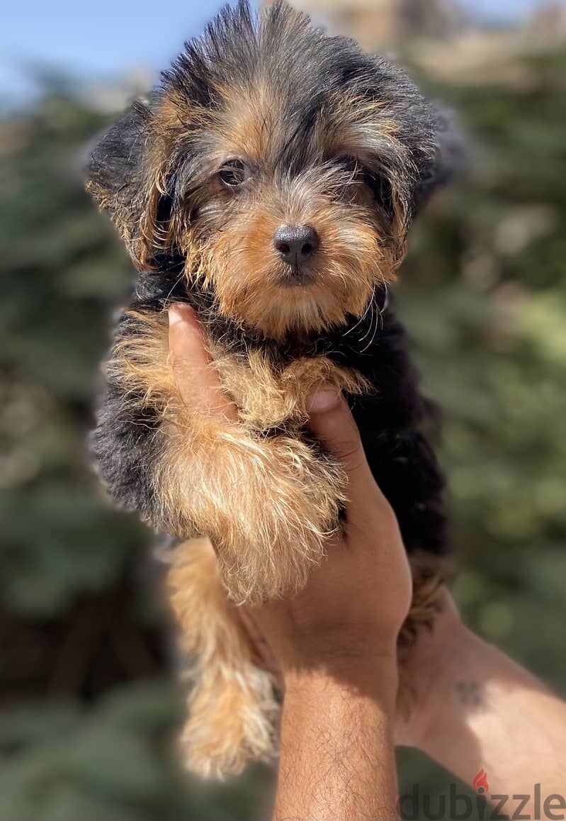 Female Yorkshire Terrier 0