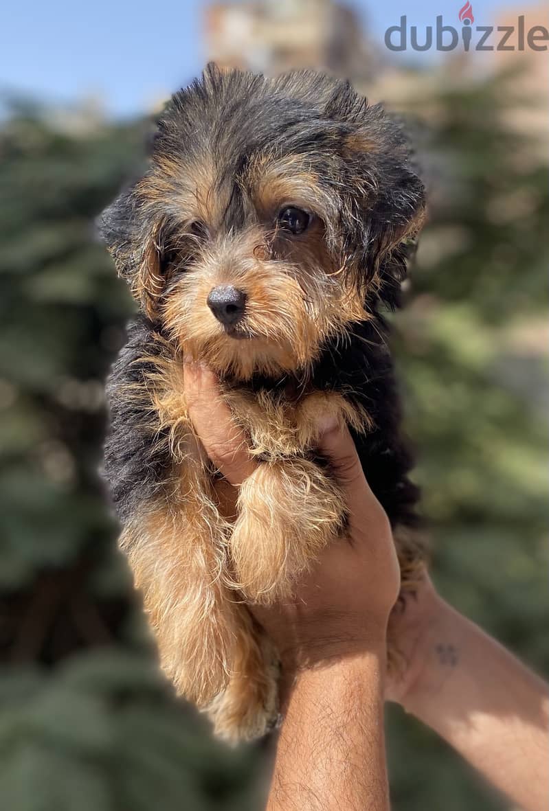 Female Yorkshire Terrier 1