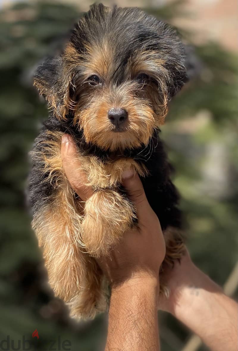 Female Yorkshire Terrier 2