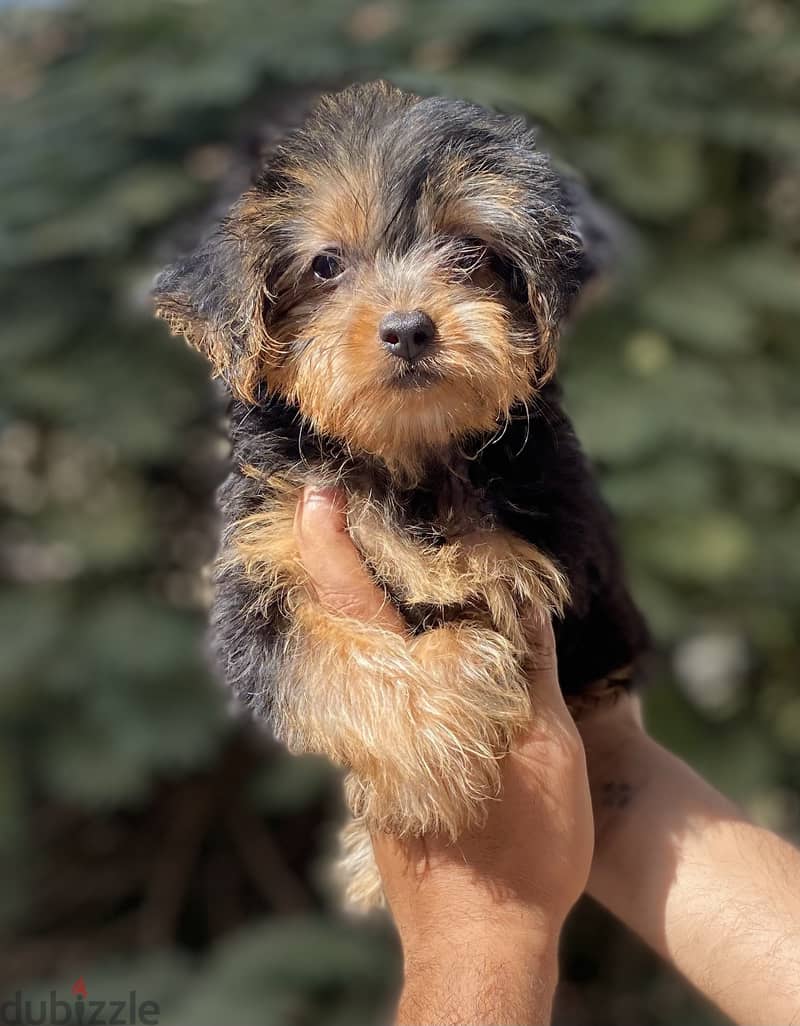 Female Yorkshire Terrier 3