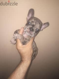 french bulldog female blue merle color 50 days