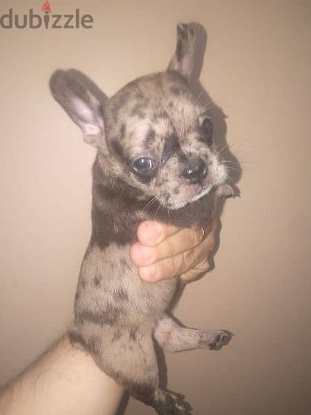 french bulldog female blue merle 40 days 1