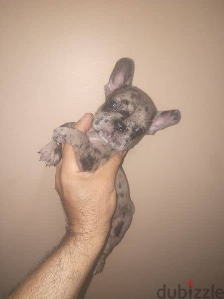 french bulldog female blue merle 40 days 2