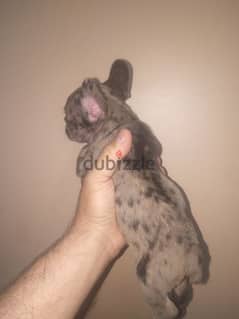 french bulldog female blue merle color 50 days