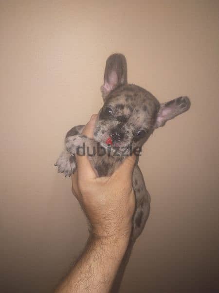 french bulldog female blue merle 40 days 4