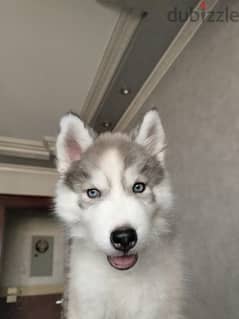 Husky