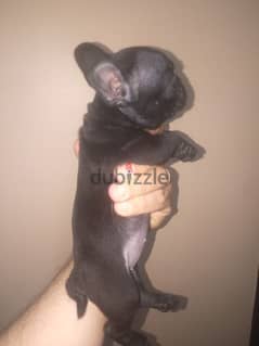 french bulldog female 40 days blue offspring super Quality