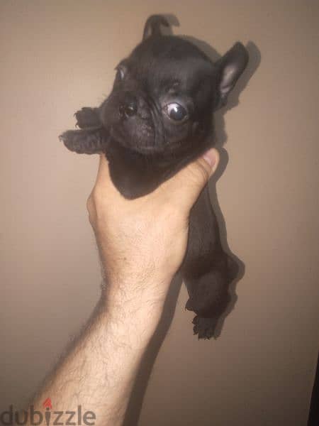 french bulldog female 40 days black offspring super Quality 1