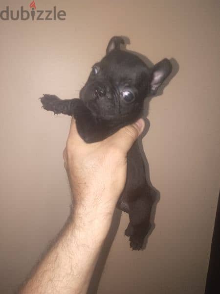 french bulldog female 40 days black offspring super Quality 2