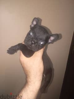 french bulldog female 50 days blue offspring super Quality