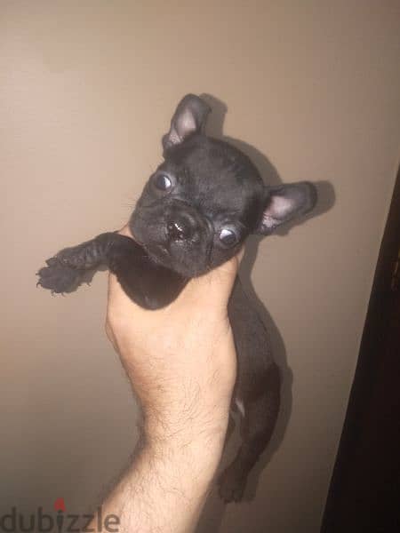 french bulldog female 40 days black offspring super Quality 3