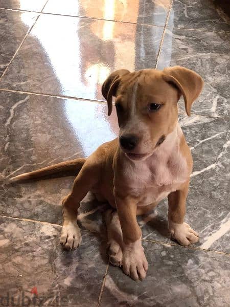 Pitbull pure male 5