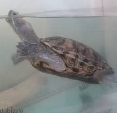 Turtle