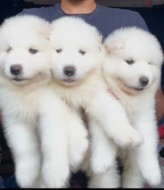 samoyed