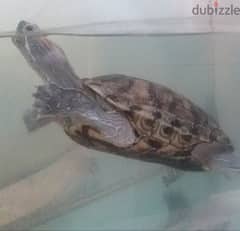 Turtle 0