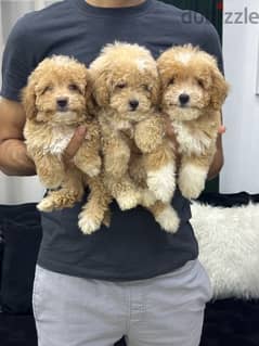 poodle toypoodle toy poodle بودل 0