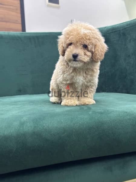 poodle toypoodle toy poodle بودل 1