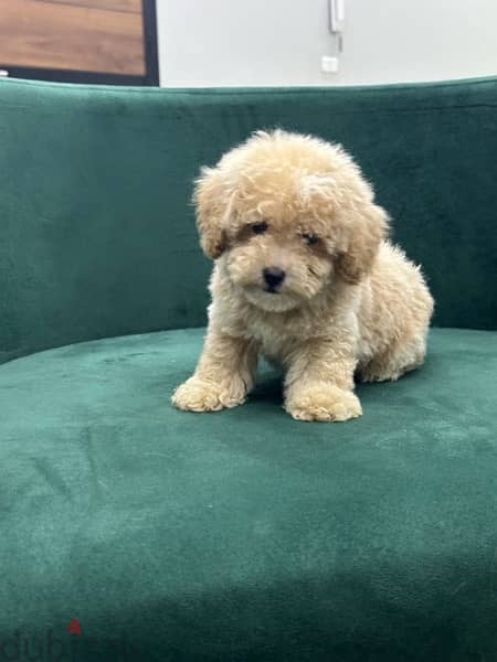 poodle toypoodle toy poodle بودل 3