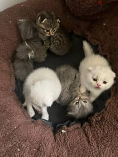 ** beautiful Scottish fold kittens