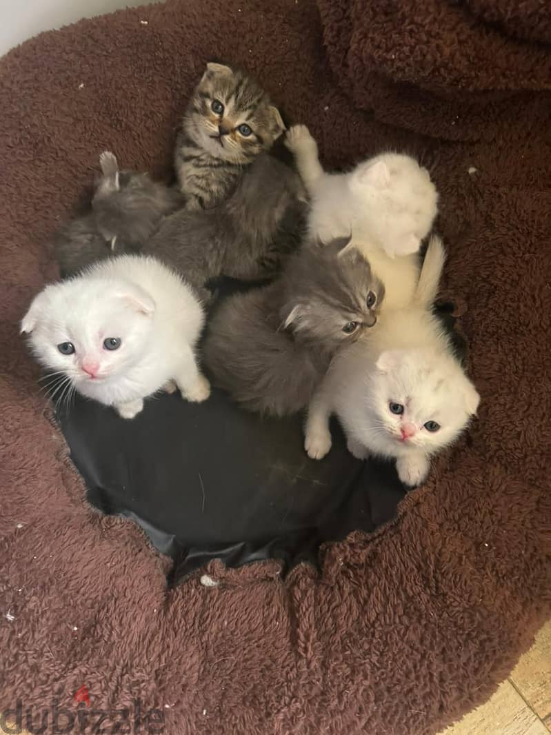 ** beautiful Scottish fold kittens 1