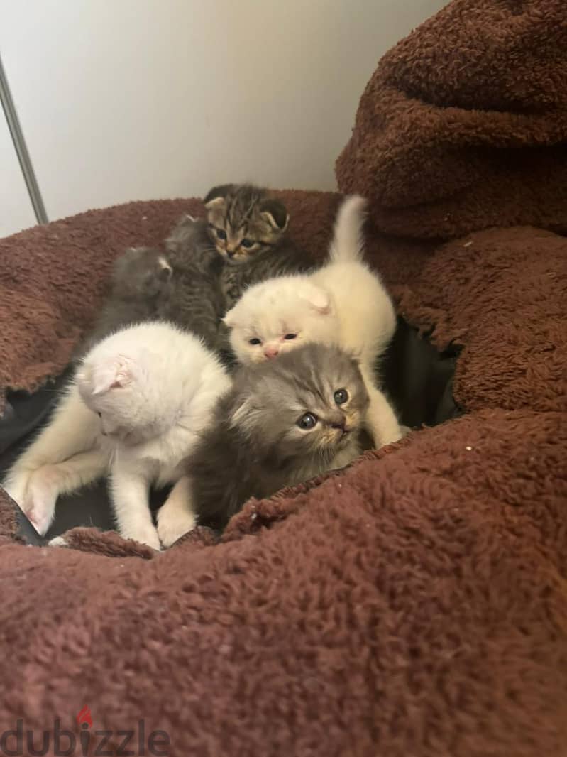 ** beautiful Scottish fold kittens 2