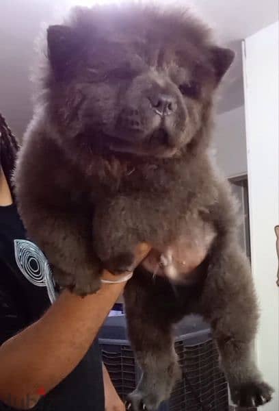 اتقل جراوي تشاو تشاو بلو بيور | chow chow puppies 1