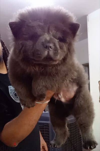 اتقل جراوي تشاو تشاو بلو بيور | chow chow puppies 2