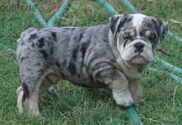 English Bulldog for sale Merle Color with Documents