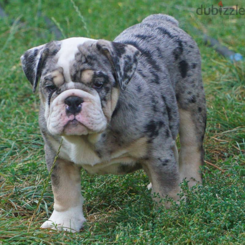 English Bulldog for sale Merle Color with Documents 1