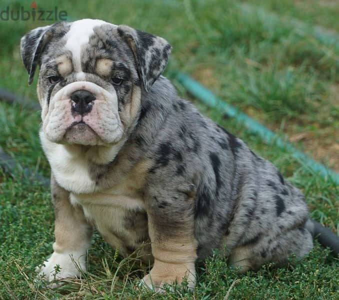 English Bulldog for sale Merle Color with Documents 2