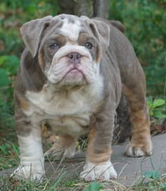 English Bulldog Top Quality from Europe