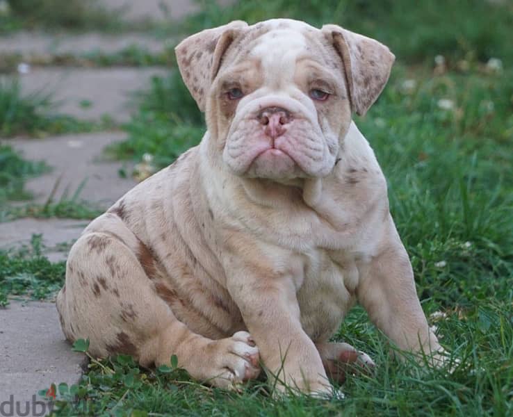 English Bulldog Top Quality from Europe 2